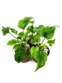 Thaumatophyllum bipinnatifidum - S
