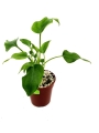 Thaumatophyllum bipinnatifidum - S