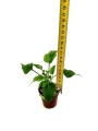 Thaumatophyllum bipinnatifidum - S