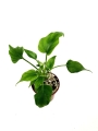 Thaumatophyllum bipinnatifidum - S