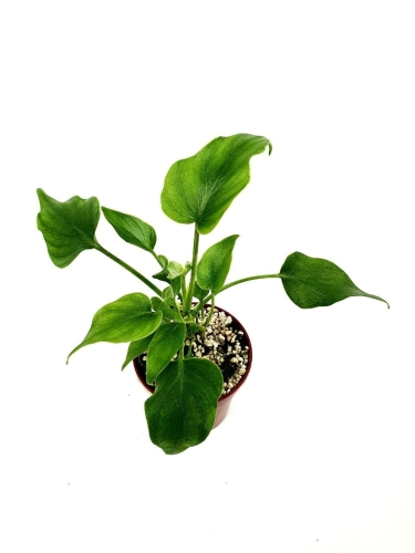 Thaumatophyllum bipinnatifidum - S