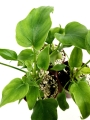 Thaumatophyllum bipinnatifidum - S