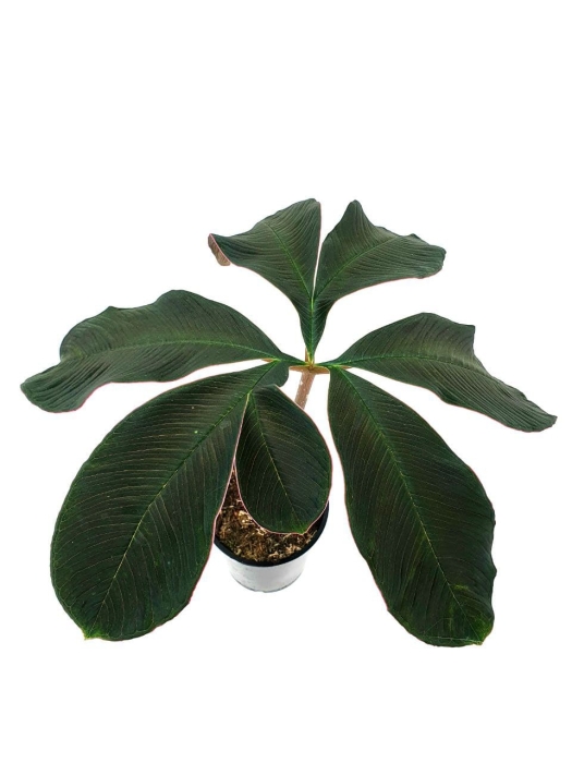 Amorphophallus atroviridis - L