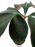 Amorphophallus atroviridis - L