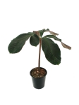Amorphophallus atroviridis - L
