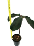Amorphophallus atroviridis - L