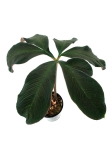 Amorphophallus atroviridis - L