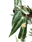 Cissus amazonica - liść