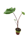 Colocasia Black Stem - S