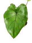 Colocasia Black Stem - S