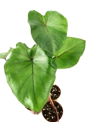 Colocasia Black Stem