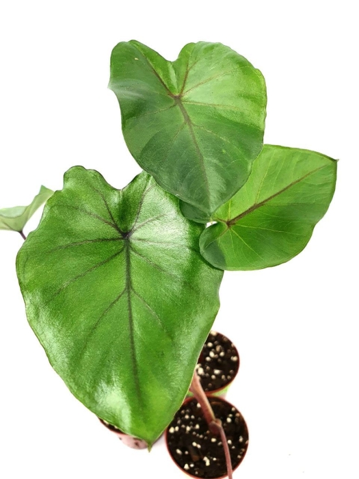 Colocasia Black Stem - S