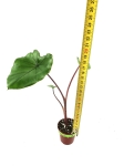 Colocasia Black Stem - S