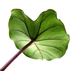 Colocasia Black Stem - liść