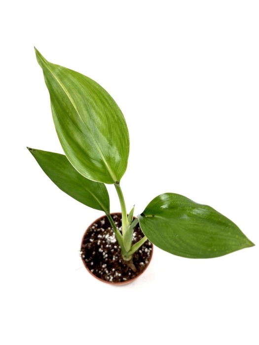 Strelitzia mandela gold - S