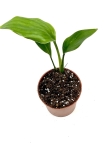 Strelitzia mandela gold - S