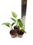 Strelitzia mandela gold - S