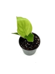 Strelitzia nicolai - S