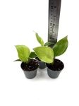 Strelitzia nicolai - S