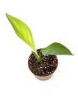 Strelitzia reginae - S