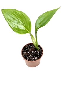 Strelitzia reginae