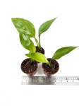 Strelitzia reginae - S