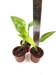 Strelitzia reginae - S
