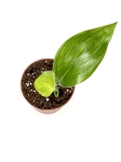 Strelitzia reginae - S