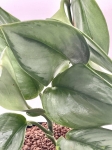 Scindapsus pictus moonlight
