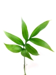 Monstera subpinnata - starsza roślina - liść