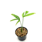Monstera subpinnata - M