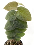 Ficus villosa - roślina mateczna