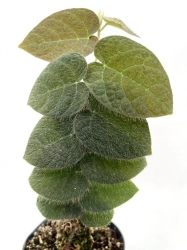 Ficus villosa