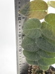 Ficus villosa - roślina mateczna