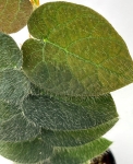 Ficus villosa - roślina mateczna