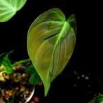 Philodendron camposportoanum