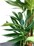 Rhaphidophora decursiva - XXL