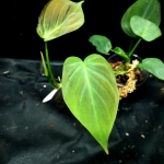 Philodendron camposportoanum