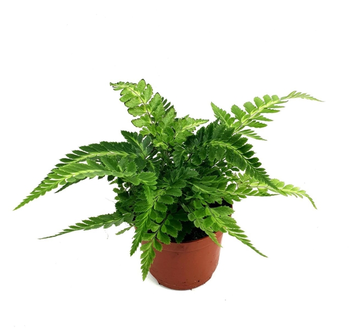 Paproć rumohra adiantiformis 'Variegata'