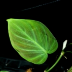 Philodendron camposportoanum