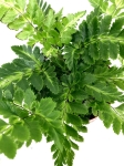 Rumohra adiantiformis 'Variegata'