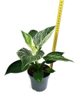 Philodendron birkin XL