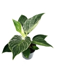 Philodendron birkin XL