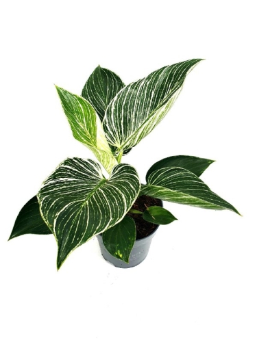 Philodendron birkin - S