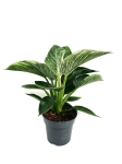 Philodendron birkin XL