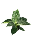 Philodendron birkin XL