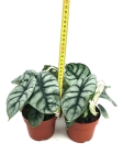 Alocasia Silver Dragon - XL