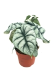 Alocasia Silver Dragon - XL