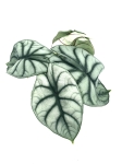 Alocasia Silver Dragon - XL