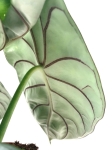Alocasia Silver Dragon - liść